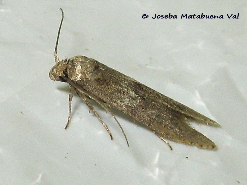 Micro da id. - Blastobasis phycidella, Blastobasidae